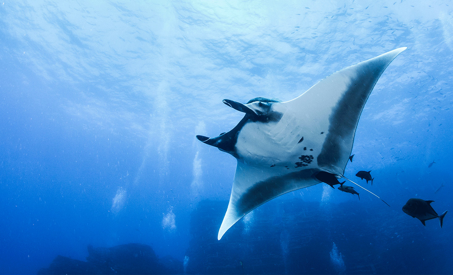 mantaraymichael-bognersstock