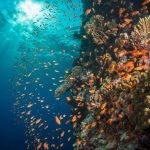 Reef World Foundation names Red Sea one of the world’s best diving sites